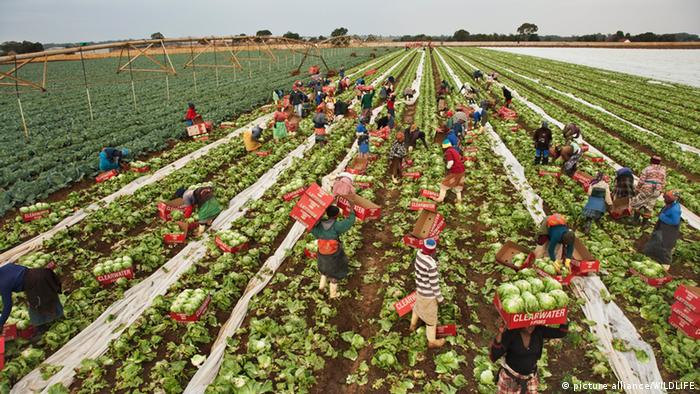Afrika moderne Landwirtschaft Eisbergsalat Ernte in Südafrika