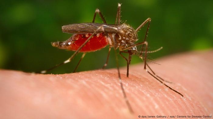 Como Protegerse De Los Peligrosos Mosquitos Que Trasmiten El Virus Del Nilo O El Dengue Ciencia Y Ecologia Dw 17 08