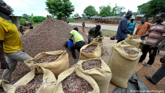 Des producteurs africain de cacao