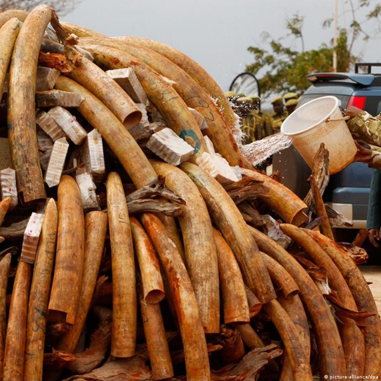 Major wildlife crime arrests