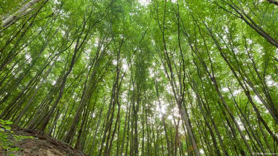 How do trees know to grow straight up? DW 09/05/2014