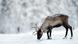 Rentier im Schnee Rentier im Schnee
