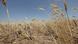 HERMLEIGH, TX - JULY 27: A drought-stricken wheat field bakes in the sun July 27, 2011 near Hermleigh, Texas. A severe drought has caused the majority of dry-land (non-irrigated fields) crops to fail in the region. The past nine months have been the driest in Texas since record keeping began in 1895, with 75% of the state classified as 'exceptional drought', the highest classification. (Photo by Scott Olson/Getty Images) HERMLEIGH, TX - JULY 27: A drought-stricken wheat field bakes in the sun July 27, 2011 near Hermleigh, Texas. A severe drought has caused the majority of dry-land (non-irrigated fields) crops to fail in the region. The past nine months have been the driest in Texas since record keeping began in 1895, with 75% of the state classified as 'exceptional drought', the highest classification. (Photo by Scott Olson/Getty Images)