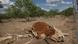 The remains of a decomposing cow lies in a pasture July 25, 2011 on a ranch near San Angelo, Texas. Photo by Scott Olson/Getty Images The remains of a decomposing cow lies in a pasture July 25, 2011 on a ranch near San Angelo, Texas. Photo by Scott Olson/Getty Images