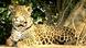 ***Achtung: Nur zur mit den Rechteinhabern abgesprochenen Berichterstattung verwenden!*** Jaguar oder „Yaguareté“ (auf guarani Sprache) ist die drittgrößte Raubkatze der Welt und die größte Katze Nord- und Südamerikas. Esteros del Iberá, Sumpfgebiet in der Provinz Corrientes, Argentinien. 2012. Copyright: CLT / Juan Ramón Díaz Colodrero. *** eingestellt im November 2012 ***Achtung: Nur zur mit den Rechteinhabern abgesprochenen Berichterstattung verwenden!*** Jaguar oder „Yaguareté“ (auf guarani Sprache) ist die drittgrößte Raubkatze der Welt und die größte Katze Nord- und Südamerikas. Esteros del Iberá, Sumpfgebiet in der Provinz Corrientes, Argentinien. 2012. Copyright: CLT / Juan Ramón Díaz Colodrero. *** eingestellt im November 2012