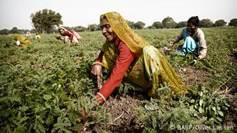 Frauen in Indien arbeiten auf dem Feld (Foto: BASF, Oliver Lassen. Unter Nennung des Copyrights ist die Verwendung der Bilder möglich, Christina Gradl. Zulieferer: Christina Ruta