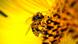 A bee on a yellow flower (photo: MEHR) A bee on a yellow flower (photo: MEHR)