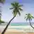 Strand Seychellen Palme