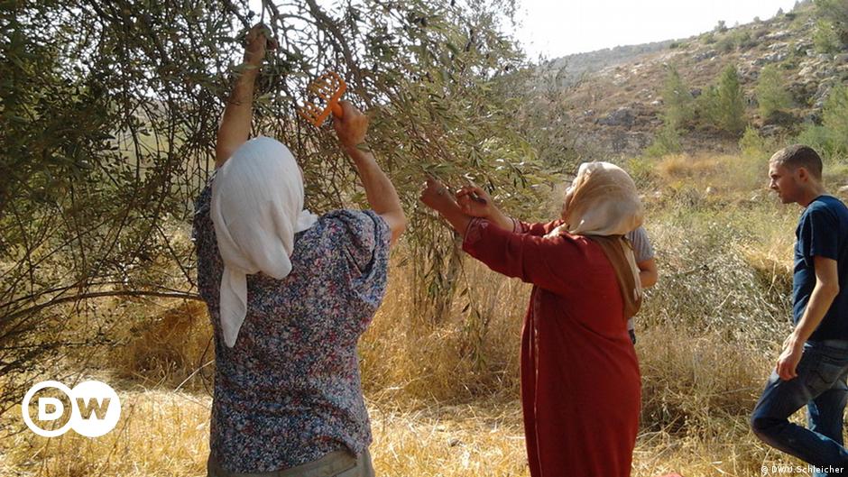 Der Kampf Um Oliven Im Westjordanland Nahost Dw 05 12 12