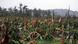 Eine zerstörte Plantage auf Mindanao (Foto: AFP/Getty Images) Eine zerstörte Plantage auf Mindanao (Foto: AFP/Getty Images)