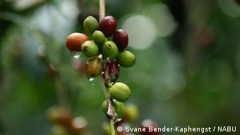 Photo: Close-up of a green coffee bean on a branch(Foto: Svane Bender-Kaphengst / NABU)