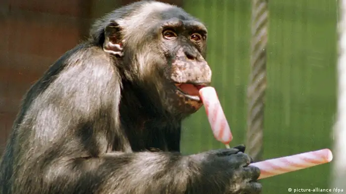 Los chimpancés sorprenden por su parecido al ser humano.