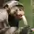 Schimpanse in Landauer Zoo isst Eis