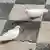 Taube Weiß Benidorm Costa Blanca Spanien Haustaube Platz Martkplatz Vogel Natur Umwelt