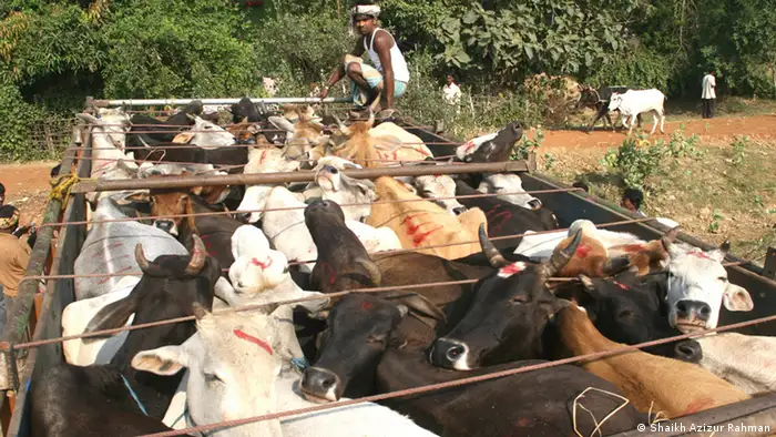 Indien Schmuggel Rinder Markt