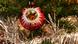 Christmas tree decoration, Photo: pdtnc/Fotolia Christmas tree decoration, Photo: pdtnc/Fotolia