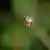 Kreuzspinne (Radnetzspinne) in ihrem Spinnennetz