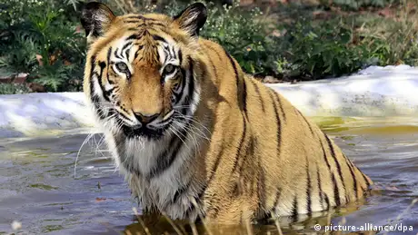 A tiger in India (photo: epa/dpa-Bildfunk