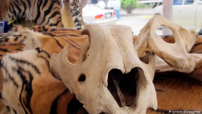 Tiger skins and bones seized in Thailand (photo: EPA/FREELAND FOUNDATION)