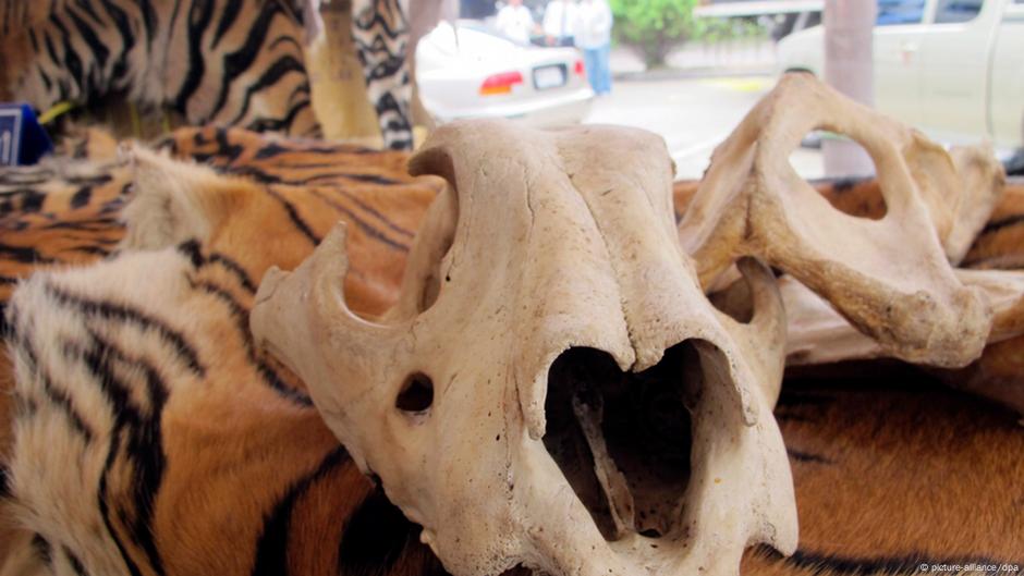 China legalizes rhino horn, tiger bone use for medical purposes