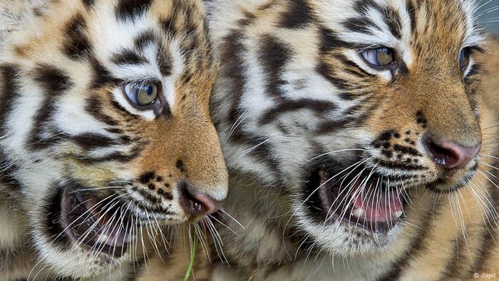 Two tiger cubs (dapd)