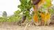 A woman plants jatropha seeds A woman plants jatropha seeds