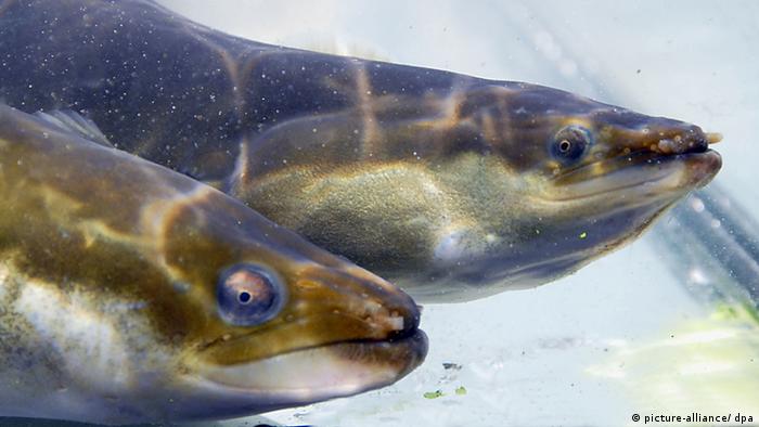 Two different kinds of eels in a special cultivation tank in a North Sea canal