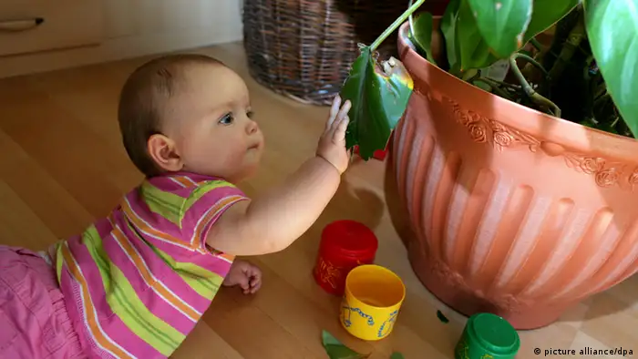 A baby plays on the floor beside a plant in a home in Germany. (Photo: Patrick Pleul)