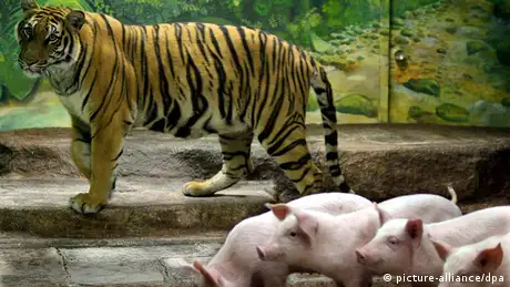 Tigers and pigs at a tiger farm near Bangkok (photo: picture-alliance/dpa)