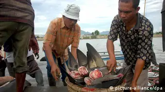 Haifischflossen