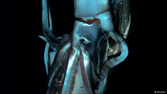 A close up of a giant squid in its natural habitat - the squid is blue in color and the background is pitch black