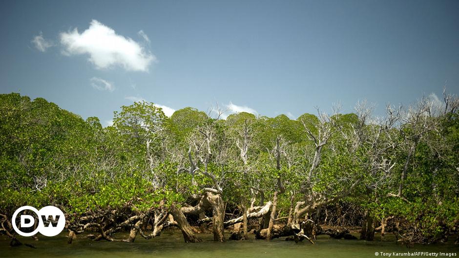 Hutan Bakau Lindungi Pesisir Dari Badai Dan Tsunami Iptek Laporan Seputar Sains Dan Teknologi Dan Lingkungan Dw 22 12 2013