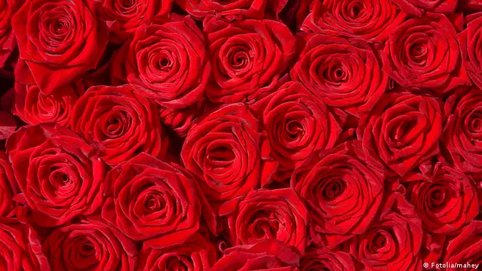 Rote Rosen, Symbol für Liebe