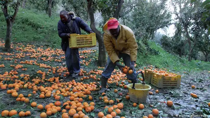 African immigrant labourers harvest oranges at a Rosarno orangefield in Rosarno, Calabria district, southern Italy, 13 March 2010, two months after the clashes in Rosarno - which involved immigrants and local inhabitants. EPA/FRANCO CUFARI +++(c) dpa - Bildfunk+++
