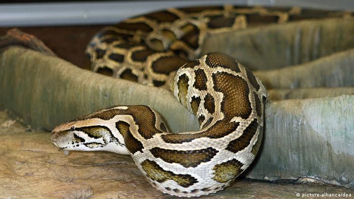 florida hunters battle pythons for cash prizes environment all topics from climate change to conservation dw 15 01 2013 florida hunters battle pythons for cash