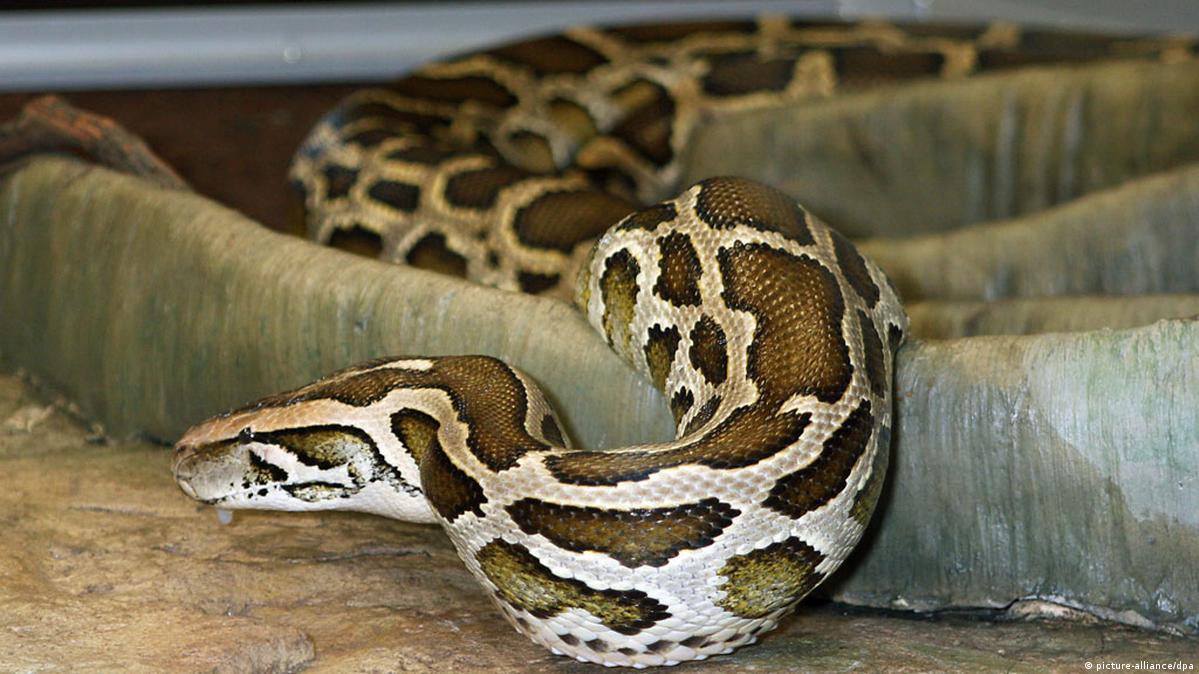 Dilnaz Ahmadiyev bilan KZ porno