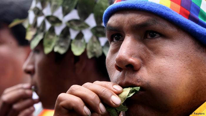Chewing on a coca leaf (Reuters)