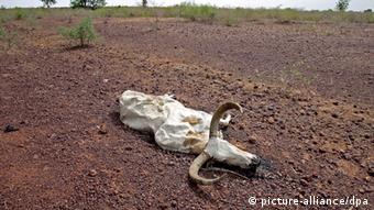 Totes Rind liegt in Mali auf ausgetrocknetem Boden (Foto:dpa)