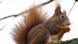 Ein Eichhörnchen putzt sich (Foto: David Ebener dpa/lby) Ein Eichhörnchen putzt sich (Foto: David Ebener dpa/lby)