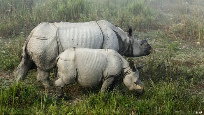 In this Monday, Dec. 3, 2012 photo, one-horned rhinoceroses graze inside the Kaziranga National Park, a wildlife reserve that provides refuge to more than 2,200 endangered Indian one-horned rhinoceros, in the northeastern Indian state of Assam. Even in this well protected reserve, where rangers follow shoot-to-kill orders, poachers are laying siege to “Fortress Kaziranga,” attempting to sheer off the animals' horns to supply a surge in demand for purported medicine in China that's pricier than gold. A number of guards have been killed along with 108 poachers since 1985 while 507 rhino have perished by gunfire, electrocution or spiked pits set by the poachers, according to the park. (Foto:Anupam Nath/AP/dapd)