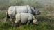 In this Monday, Dec. 3, 2012 photo, one-horned rhinoceroses graze inside the Kaziranga National Park, a wildlife reserve that provides refuge to more than 2,200 endangered Indian one-horned rhinoceros, in the northeastern Indian state of Assam. Even in this well protected reserve, where rangers follow shoot-to-kill orders, poachers are laying siege to “Fortress Kaziranga,” attempting to sheer off the animals' horns to supply a surge in demand for purported medicine in China that's pricier than gold. A number of guards have been killed along with 108 poachers since 1985 while 507 rhino have perished by gunfire, electrocution or spiked pits set by the poachers, according to the park. (Foto:Anupam Nath/AP/dapd) In this Monday, Dec. 3, 2012 photo, one-horned rhinoceroses graze inside the Kaziranga National Park, a wildlife reserve that provides refuge to more than 2,200 endangered Indian one-horned rhinoceros, in the northeastern Indian state of Assam. Even in this well protected reserve, where rangers follow shoot-to-kill orders, poachers are laying siege to “Fortress Kaziranga,” attempting to sheer off the animals' horns to supply a surge in demand for purported medicine in China that's pricier than gold. A number of guards have been killed along with 108 poachers since 1985 while 507 rhino have perished by gunfire, electrocution or spiked pits set by the poachers, according to the park. (Foto:Anupam Nath/AP/dapd)