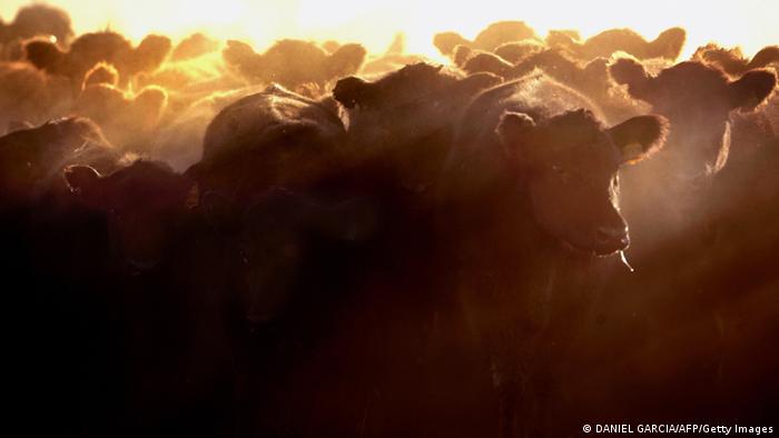 Argentinien Rinderherde 