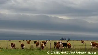 Argentinien Rinderherde