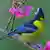 A colorful bird sits on a branch (Foto: CC BY SA 3.0: Snowyowls/Wikipedia: http://commons.wikimedia.org/wiki/File:Mikado_Pheasant_398.jpg?uselang=de)