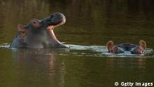 Artenvielfalt - die Flusspferde von Swasiland