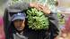 Inmigrante mexicano recoge flores en California. Inmigrante mexicano recoge flores en California.