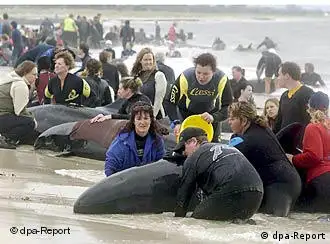 抢救搁浅澳大利亚西岸海滩的鲸鱼
