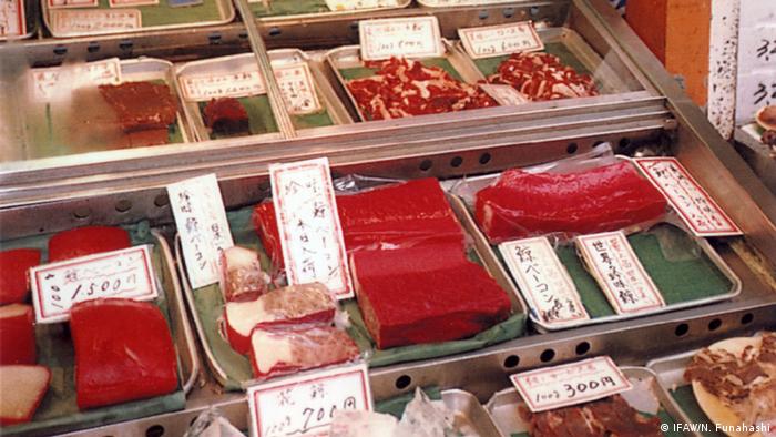 Japan Walfang zu wissenschaftlichen Zwecken (IFAW/N. Funahashi)