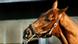Der Fuchs "Funny Cide" hat am 03.06.2003 sein tägliches Training absolviert. Raunie Hart (l) muss ihn nun etwas kurz nehmen, weil die danach übliche Prozedur der Wäsche im Hufbereich eine kitzlige Angelegenheit darstellt, die das Tier nicht gerade mit stoischer Gelassenheit über sich ergehen lässt. Funny Cide, Sieger des Kentucky Derbys und der Preakness Stakes, wird auf der Belmont-Rennbahn in Elmont (US-Bundesstaat New York) auf das "Triple Crown"-Rennen vorbereitet, das am 7. Juni stattfindet. Der Fuchs "Funny Cide" hat am 03.06.2003 sein tägliches Training absolviert. Raunie Hart (l) muss ihn nun etwas kurz nehmen, weil die danach übliche Prozedur der Wäsche im Hufbereich eine kitzlige Angelegenheit darstellt, die das Tier nicht gerade mit stoischer Gelassenheit über sich ergehen lässt. Funny Cide, Sieger des Kentucky Derbys und der Preakness Stakes, wird auf der Belmont-Rennbahn in Elmont (US-Bundesstaat New York) auf das "Triple Crown"-Rennen vorbereitet, das am 7. Juni stattfindet.