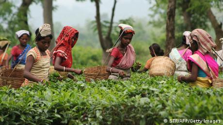 Indien Teeplantage Tee Pflücker Pflückerinnen Assam
